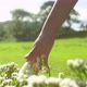 Close up Girl passing hand over grass field with white green flowers. - VideoHive Item for Sale