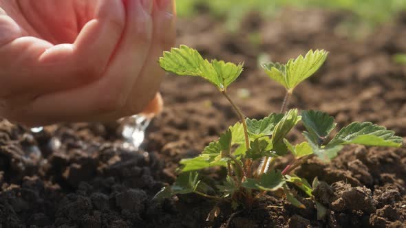 Agriculture and Seedling Concept By Male Hand Watering Young Tree Over Green Background