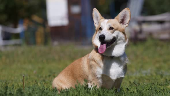 Corgi dog sitting on the lawn looks away. Summer walk with the dog. Concept of training