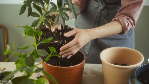 Female gardener uprooting Schefflera arboricola plant