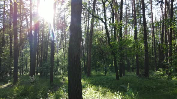 Beautiful Green Forest on a Summer Day Slow Motion