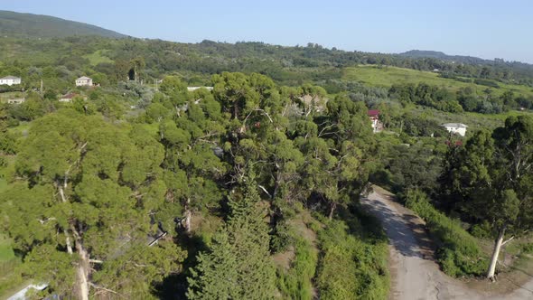 Shooting From Helicopter Flying Over Green Fluffy Trees Countryside with Highway Traffic Transport