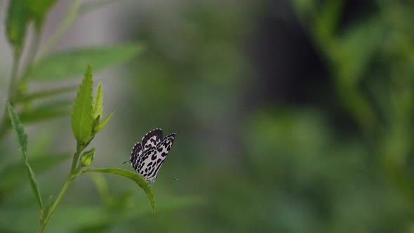 Medium Shot of a Butterfly Resting on a Green Leaf