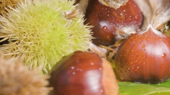 Spanish Chestnut in display, hedgehog shells and fruit - Fall season food