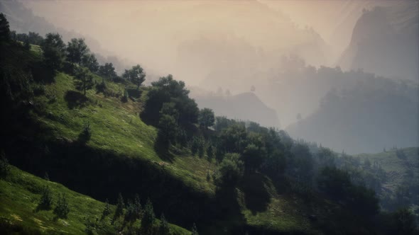 Green Trees in Canyon at Sunset with Fog