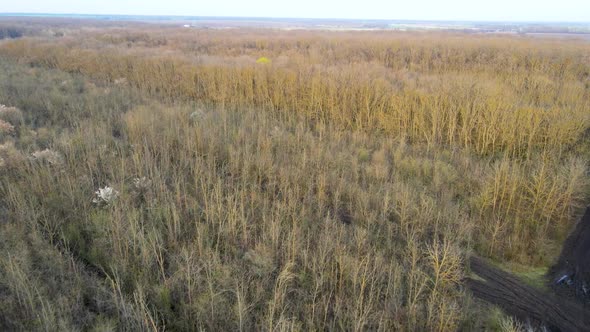 Above the young spring forest