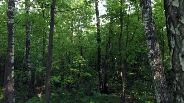 Beautiful Summer Forest