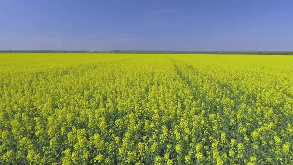 Canola Rapeseed Field. Aerial Drone Shot.