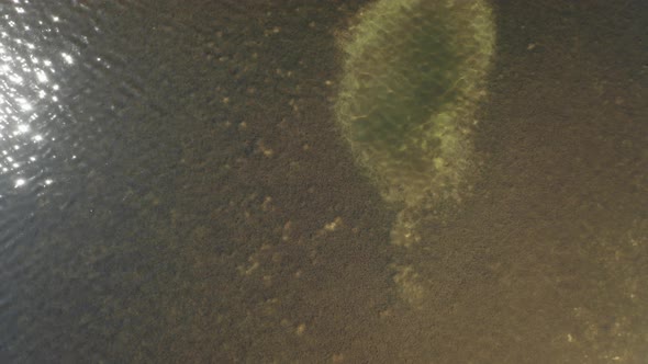 Top down shot of water with sea plants. Waves and reflection of the sun visible.