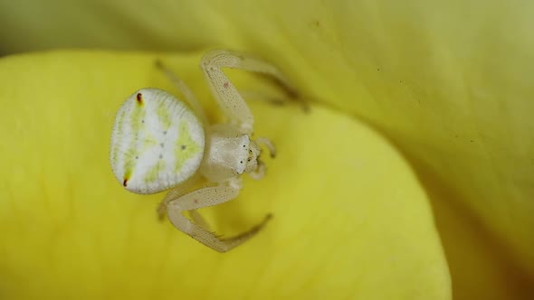 Flower Crab Spider On A Rose Petal 