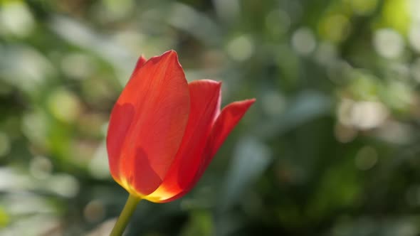 Red  tulip lily plant close-up slow motion 1920X1080 HD footage - Flower bulbs of Tulipa gesneriana 