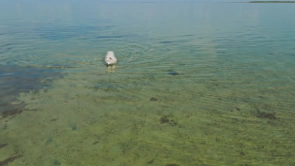 Cute Large White Polar Samoyed Dog Walks in the Sea