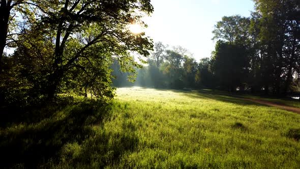 Sun Shines in the Forest Through the Trees and Tree Branches Near a Clearing