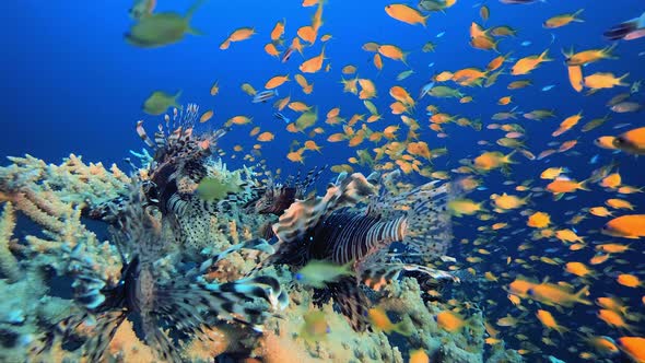 Underwater Lionfish Orange Fish