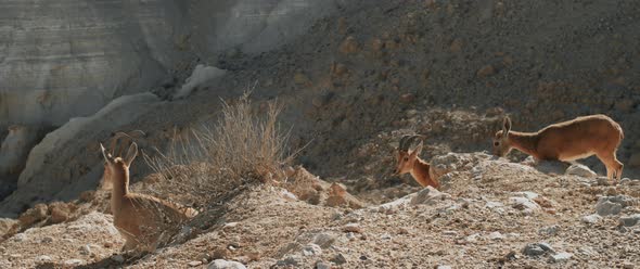 Ibex family on a cliff