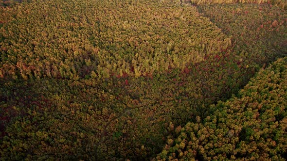 Aerial Drone View of Forest Destroyed in Europe Forest at Sunset During Autumn