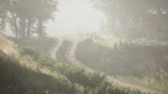 Sunbeams Entering Coniferous Stand on a Misty Summer Morning