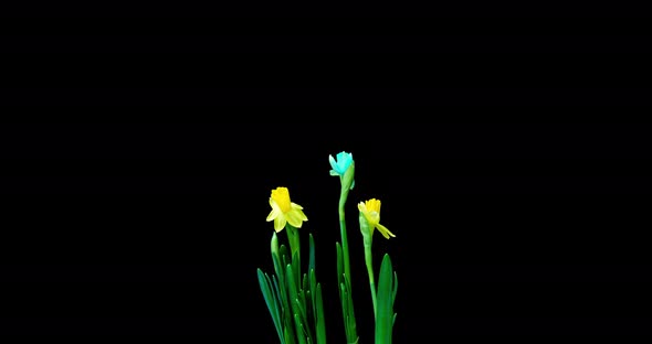 Time Lapse Shooting of the Growth and Flowering of a Bouquet of Blue and Yellow Daffodils on a Black