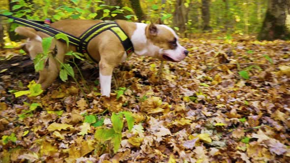 Male dog American Staffordshire terrier peeing in autumn forest