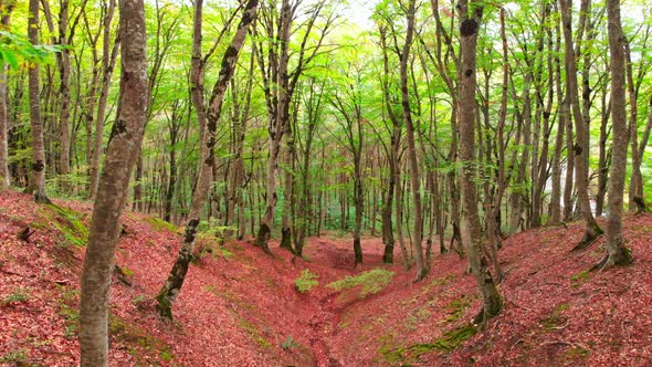 Blooming Sabaduri Forest In Tbilisi National Park