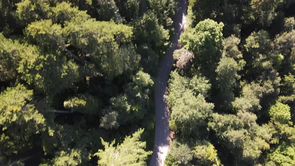 Aerial View Driving Car Forest