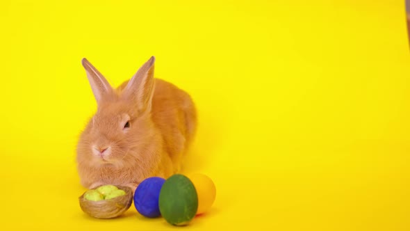 Curious Calm Fluffy Brown Rabbit Sits on a Yellow Background Easter Bunny for the Holiday