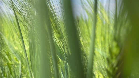 Green Wheat Stalks Blow in the Wind