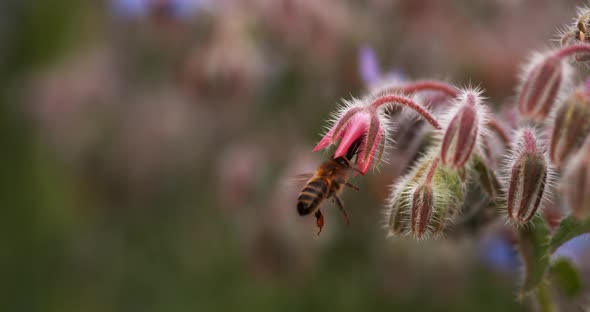 European Honey Bee, apis mellifera, Bee foraging a borage Flower, Insect in Flight, Pollination Act