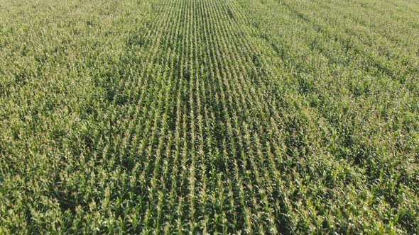 Aerial View with a Drone of a Field of Corn Flowered Perfectly Sown