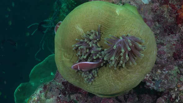 Pink skunk anemonefish swimming in a closed green sea anemone on a tropical coral reef.