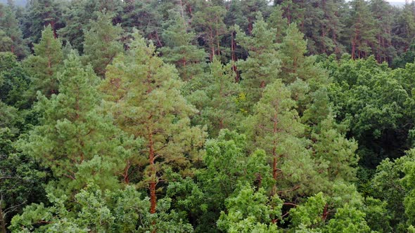 Pine trees in the forest in summer. Flight over the green trees. Freshness nature. 