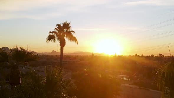 Palm tree Silhouette in Beautiful Golden Sunset - Aerial Establishing