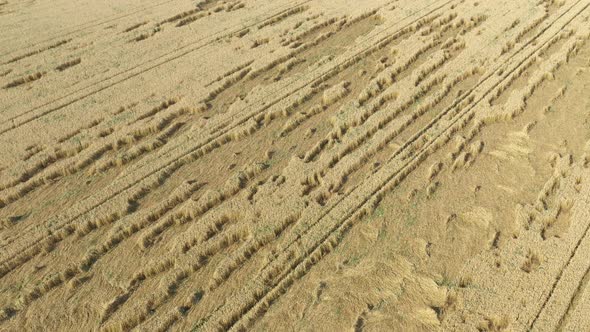 Rows of destroyed wheat crop 4K drone footage