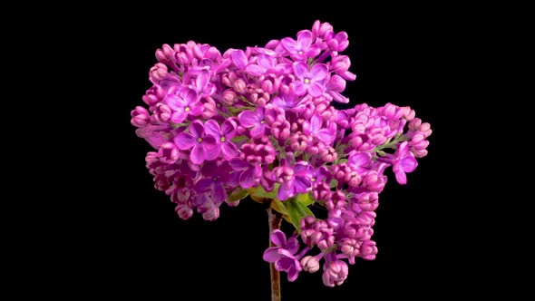 Beautiful Time Lapse of Opening Violet Flower of Lilac on a Black Background