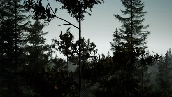 Misty Nordic Forest in Early Morning with Fog