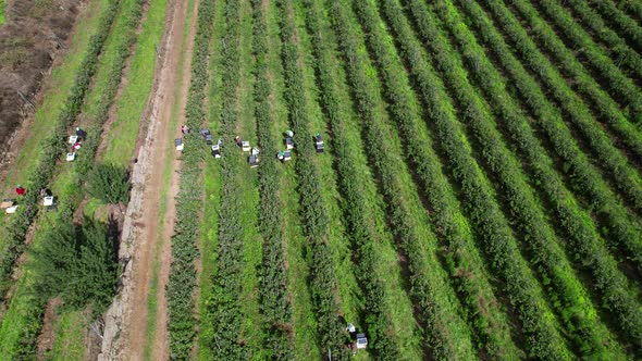 Workers Picking Blueberries in Blueberry Farm 4k. Farming Concept