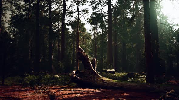 Old Forest Mariposa Grove in Yosemite National Park of California