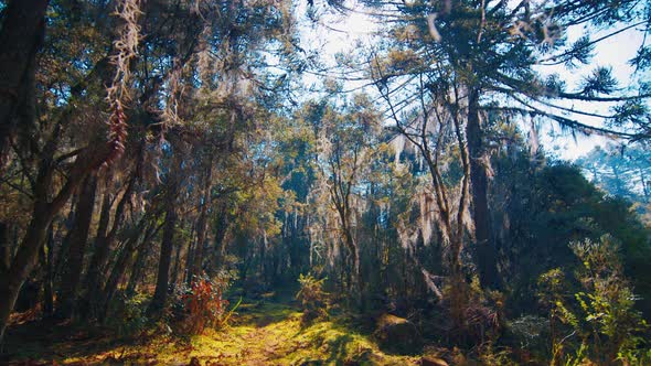 Lush Forest with Plants in Brazilian Highlands