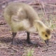 Baby Canada Goose Branta Canadensis or Gosling Searching for Food on the Ground - VideoHive Item for Sale