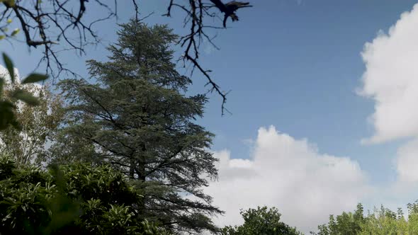 time lapse summer cloudy day with green trees