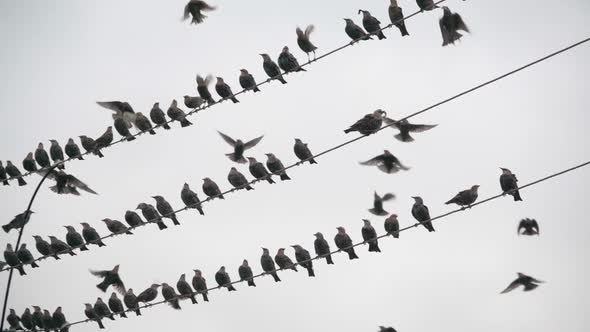 A flock of starlings resting on the wires and preparing to fly south, slow motion