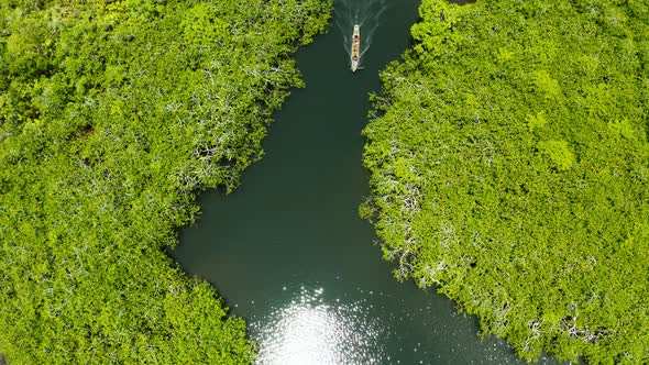 Aerial View of Mangrove Forest and River