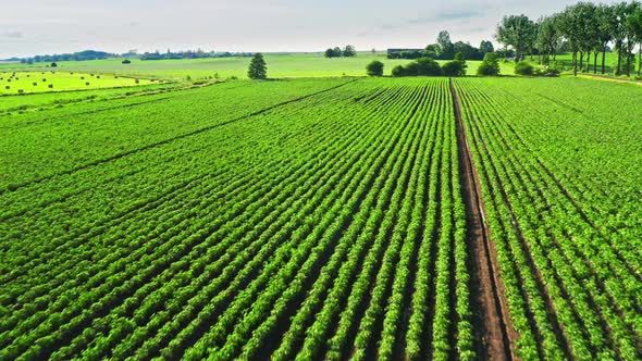 Aerial view of green potato field in summer sunny day, Poland