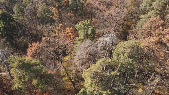 Beautiful Forest with Trees in an Autumn Day