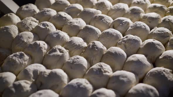 Background of Formed Raw Donuts on a Baking Tray at Factory