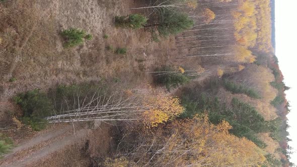 Vertical Video of an Autumn Forest During the Day in Ukraine