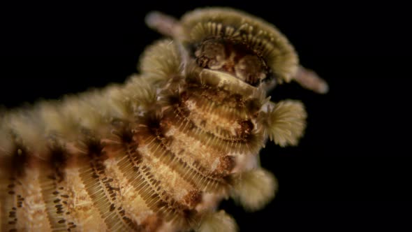 Adult Millipede Polyxenus Lagurus Under a Microscope, Belongs To the Class Diplopoda