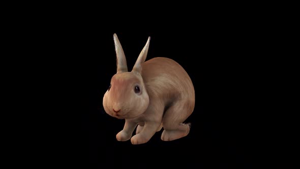 Brown Rabbit Idle Front Side View alt