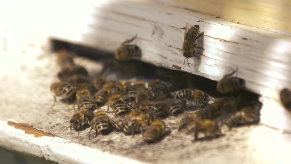 Honey Bees in Wooden Box on a Sunny Day