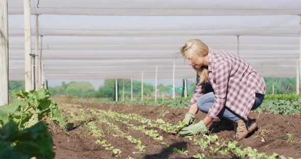 Video of caucasian woman planting seedlings in greenhouse